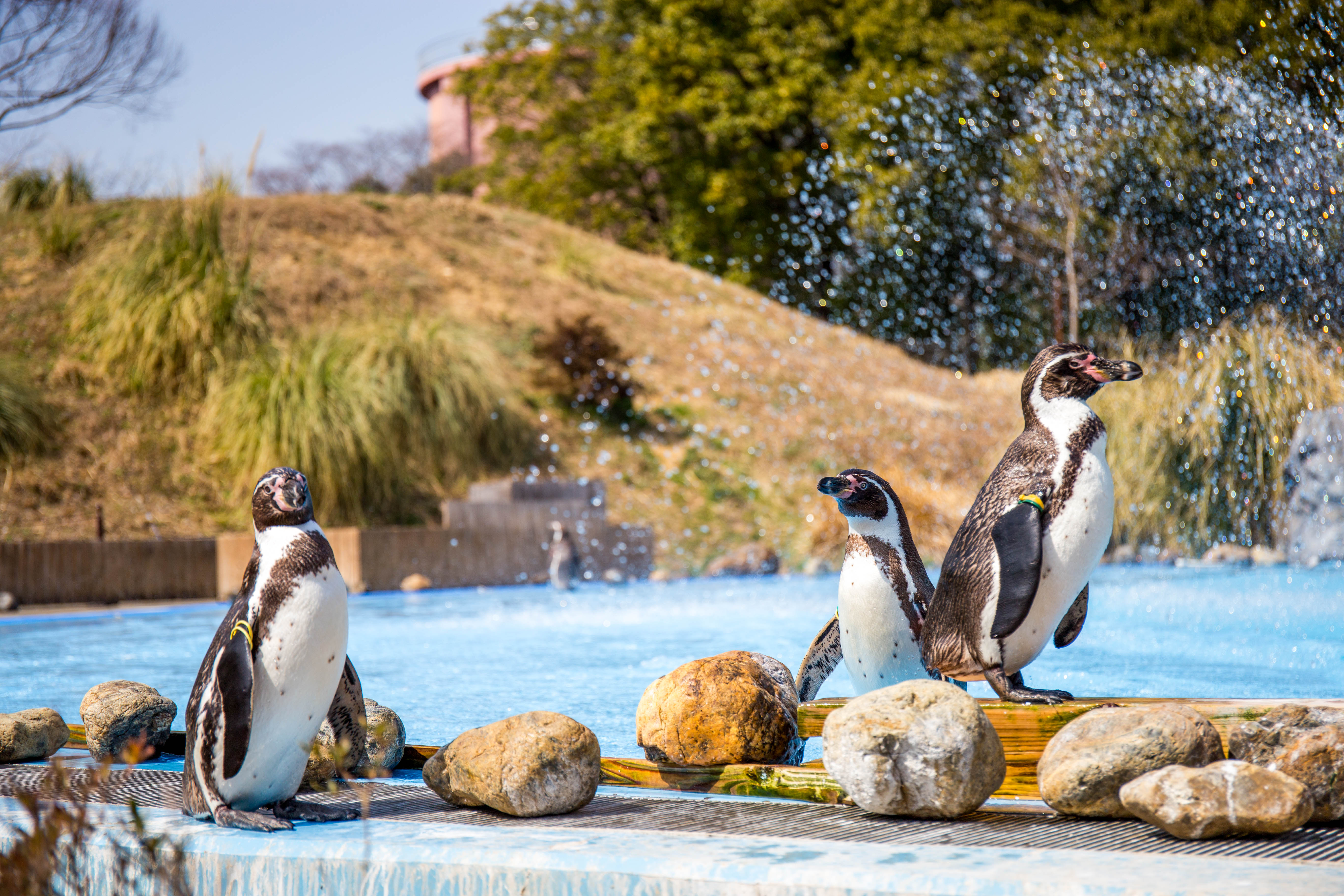 埼玉県こども動物自然公園の フンボルトペンギン 撮影記録写真 18 03 13 うさログ