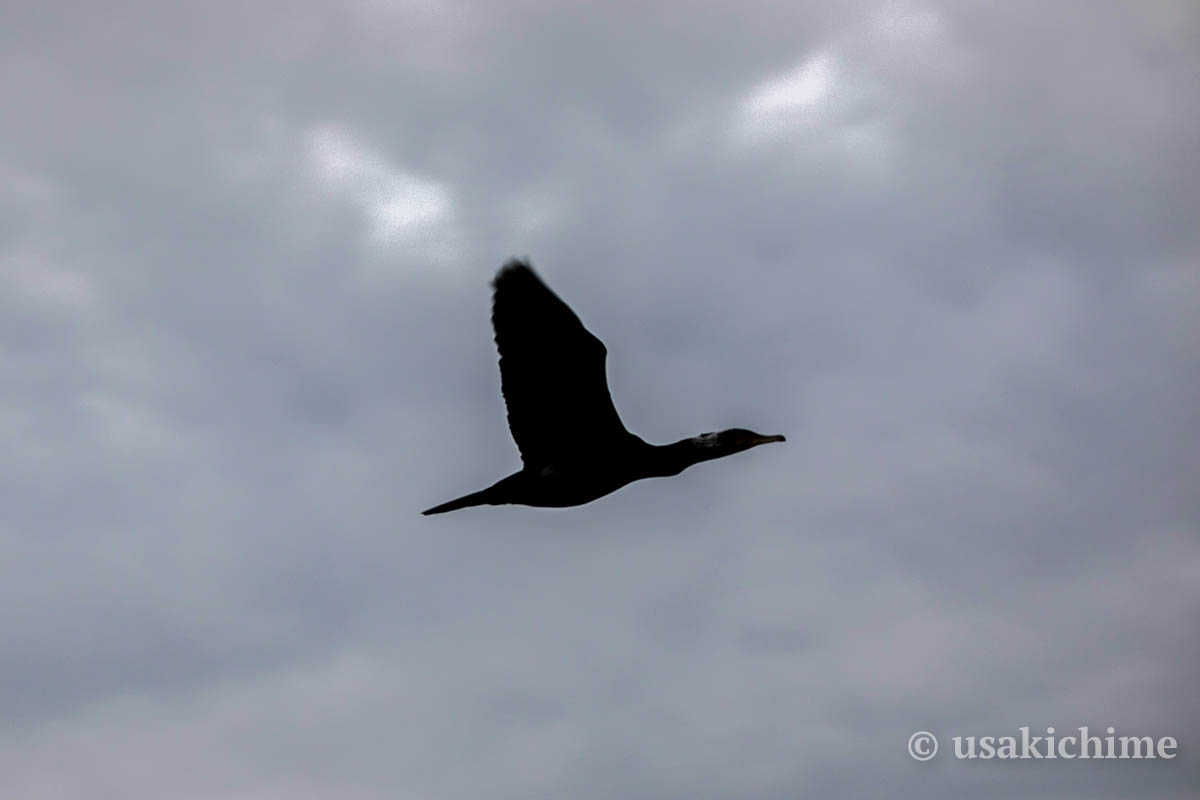 かわじま白鳥の飛来地で 大空を駆ける鳥たち を撮る 年1月25日 うさログ